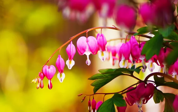 hart bloem of bloeden hart bloem