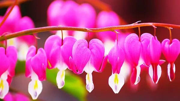 Heart Flower or Bleeding Heart Flower — Stock Photo, Image