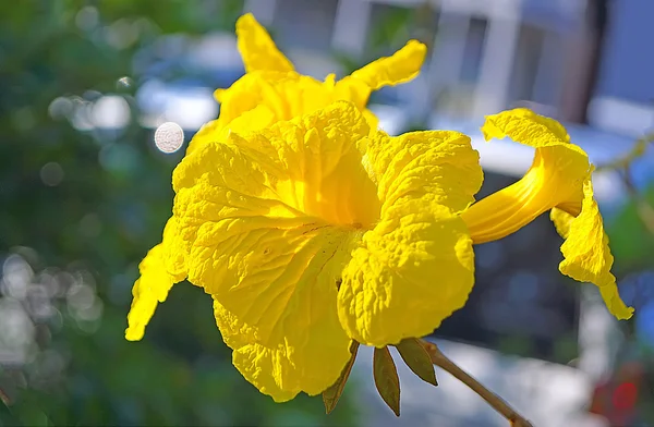 Tabebuia chrysotricha yellow flowers,Golden Tree — Stock Photo, Image