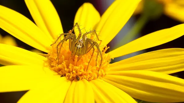 Sarı kelebekler, örümcekler çiçeklerle