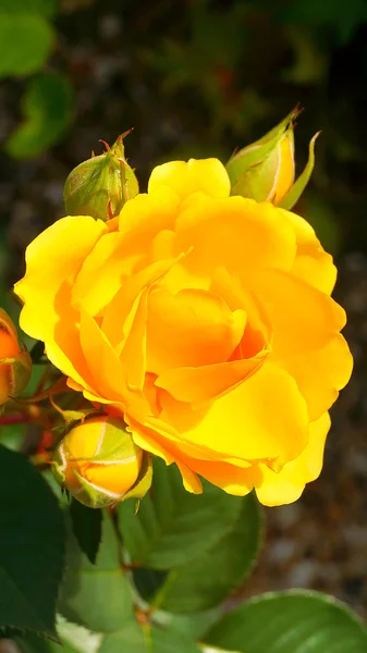 bir bahçede çiçek açan gül