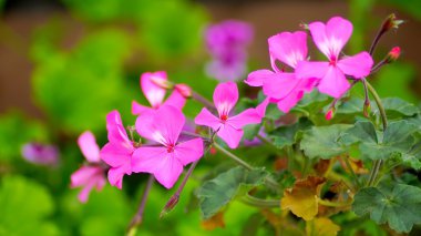 güzel mor Sardunya çiçek