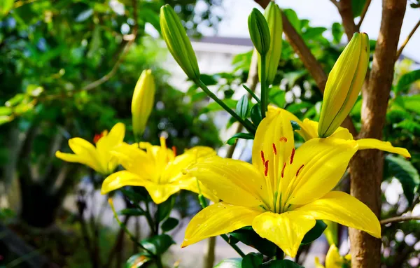 Flor de lirio amarillo sobre fondo de la naturaleza —  Fotos de Stock