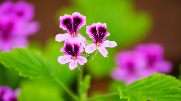可爱的紫色天葵花 — 图库照片