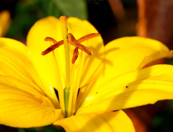 Gele lily bloem op aard achtergrond — Stockfoto