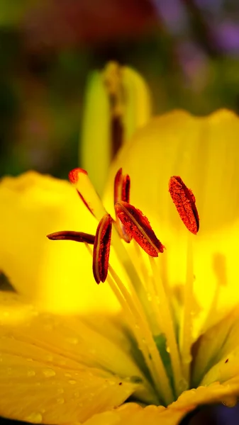 doğa zemin üzerine sarı Zambak çiçeği