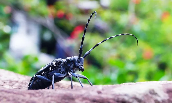Cerambycidae insectos en hoja verde en la naturaleza, Japón del Sur —  Fotos de Stock