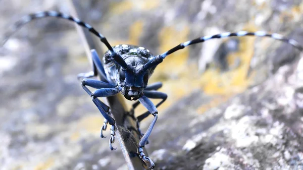 Cerambycidae rovarok zöld levél, a vadon élő, Dél-Japán — Stock Fotó