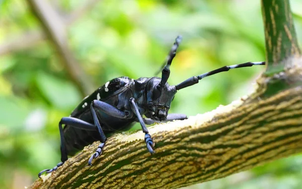 Cerambycidae 곤충 야생, sothern 일본에서 녹색 잎에 — Stok fotoğraf