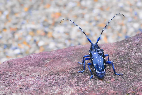 cerambycidae 곤충 야생, sothern 일본에서 녹색 잎에