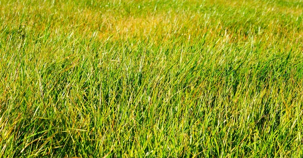Zielona łąka, Miyazaki, Japonia. — Zdjęcie stockowe
