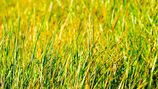 Green meadow, Miyazaki, Japan. — Stock Photo, Image