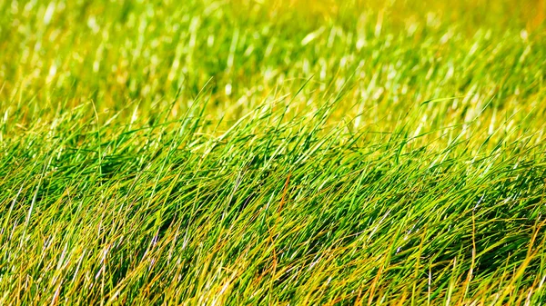 Green meadow, Miyazaki, Japan. — Stock Photo, Image