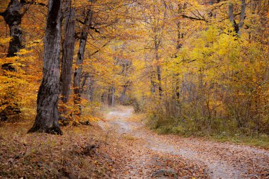 Yollu güzel sonbahar ormanı 