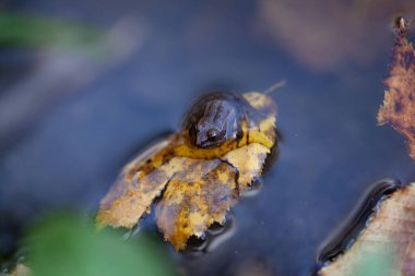 Yapraktaki kurbağa Suda