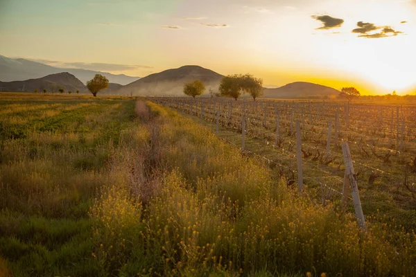 Gün batımında dağlı üzüm bağları