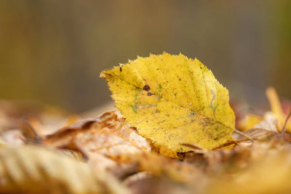 Folhas Amarelas Chão Floresta — Fotografia de Stock