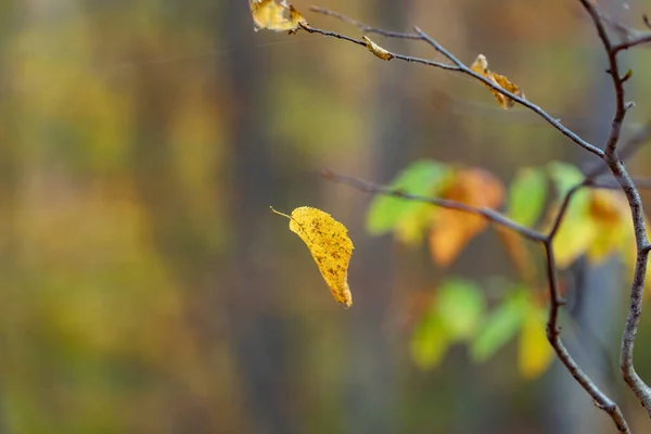 Folhas Amarelas Árvore Natureza — Fotografia de Stock