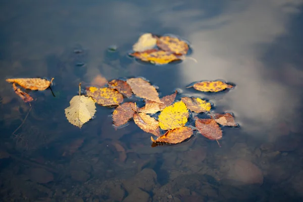 Folhas Cor Bonitas Lago — Fotografia de Stock