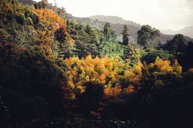 Tahta evi olan güzel bir orman. 