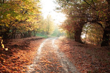 Sonbahar ormanı yolda yapraklarla