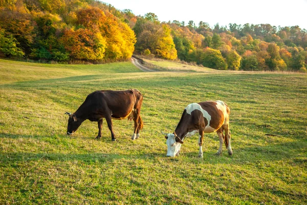 Корова Ест Траву Природе — стоковое фото