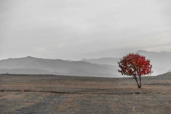 Einziger Baum Der Landschaft Mit Bergen Bei Sonnenuntergang — Stockfoto