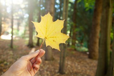 İnsan doğada el ele tutuşur.