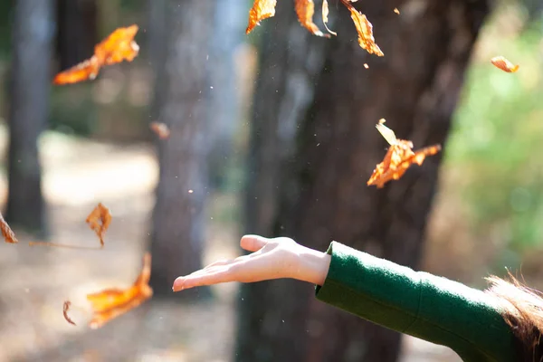 女人的手秋天的叶子在自然界中 — 图库照片