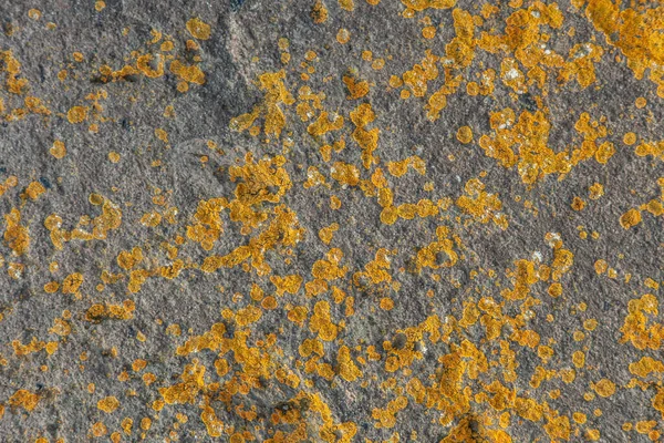 Concrete Wall Yellow Moss Background — 图库照片