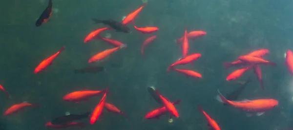 Orange Fishes Water — стоковое фото