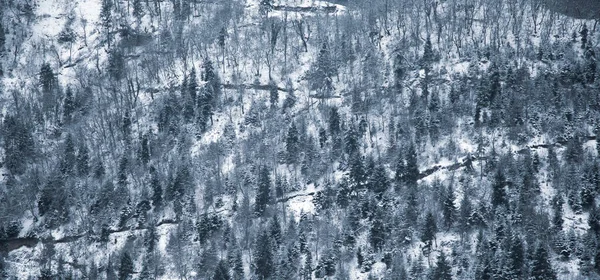 Snöiga Skogsträd Vintern Himlen — Stockfoto