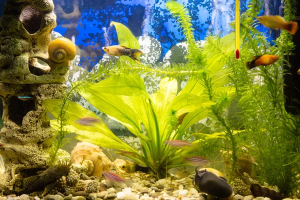 Aquarium voor vissen — Stockfoto
