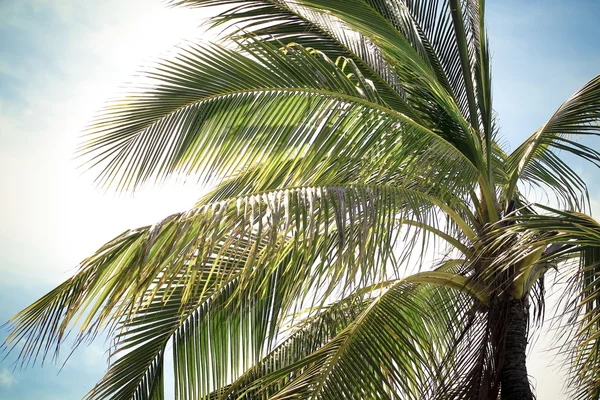 Palm closeup på blå himmel - Stock-foto