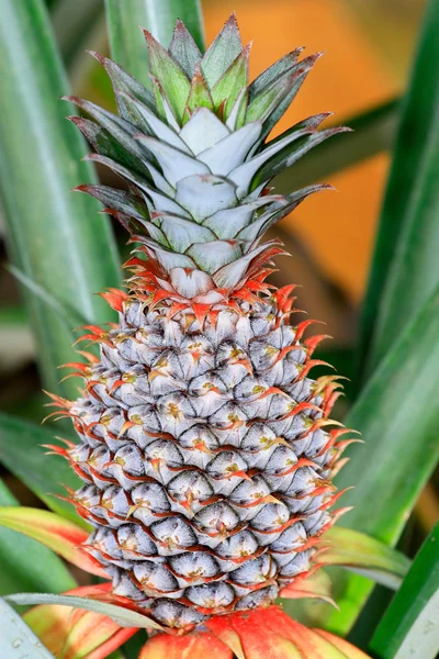 Growing Pineapple — Stock Photo, Image