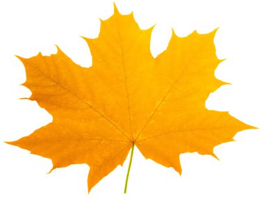 bir portakal akçaağaç yaprağı ayır