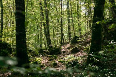 Sonbaharda kayın ormanları, Katalonya, İspanya. Turizm, fageda den Jord, Katalonya, İspanya
