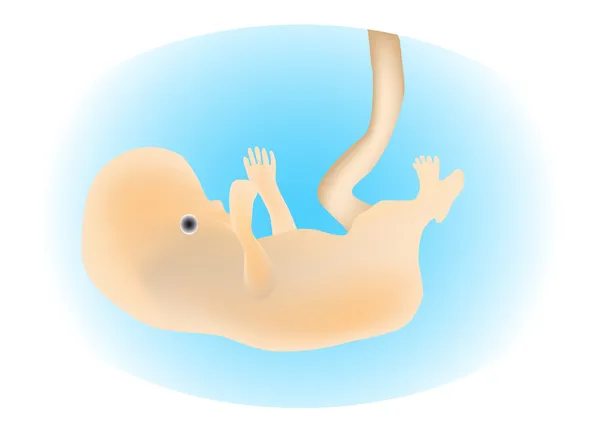 胚胎 — 图库矢量图片