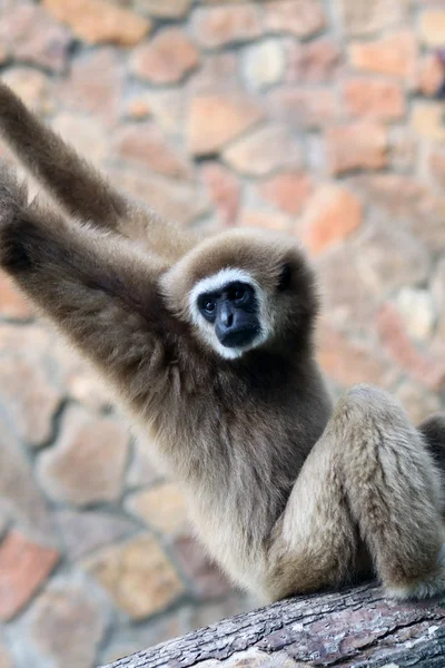 Aap in dierentuin — Stockfoto