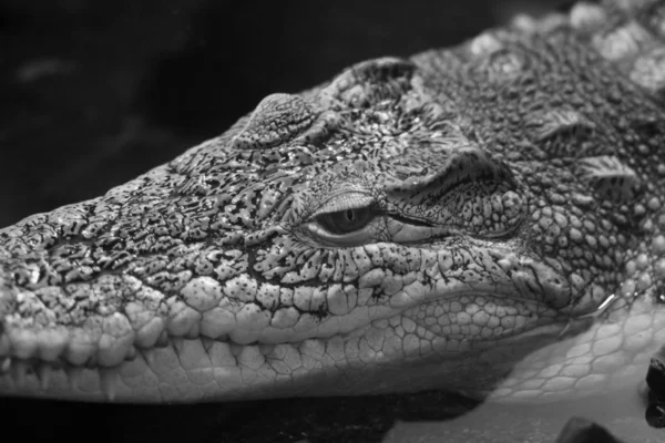 Crocodilo — Fotografia de Stock