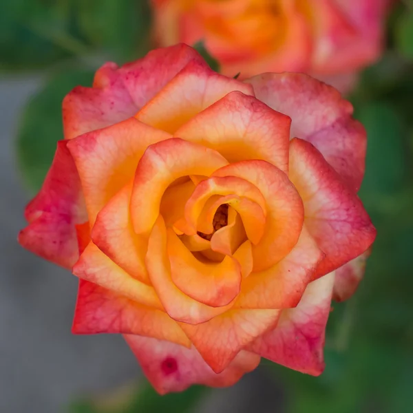 Rosor från min trädgård — Stockfoto