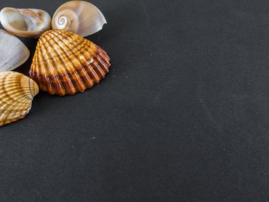 Siyah arka planda deniz kabukları