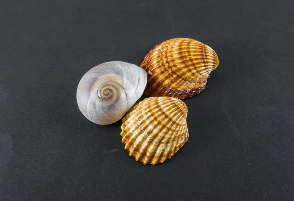 Seashells on a black background — Stock Photo, Image