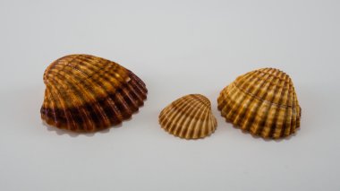 beyaz arka planda deniz kabukları