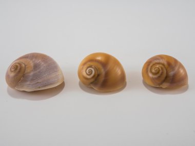 beyaz arka planda deniz kabukları