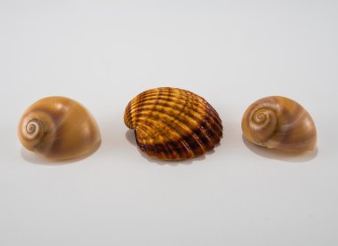 beyaz arka planda deniz kabukları