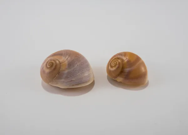 Seashells on a white background — Stock Photo, Image