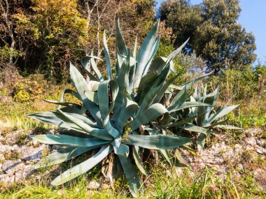 büyük agav bitki
