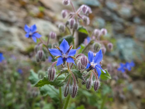 Fiore di borragine — Foto Stock