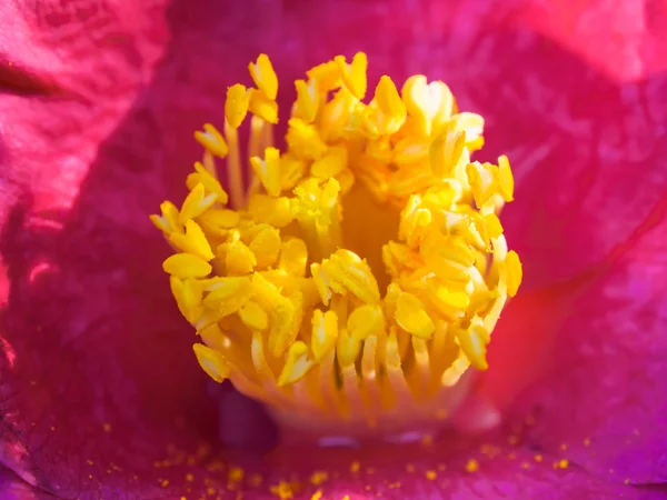 Bloemen van camellia — Stockfoto